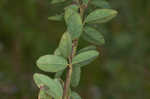 Hairy small-leaf ticktrefoil